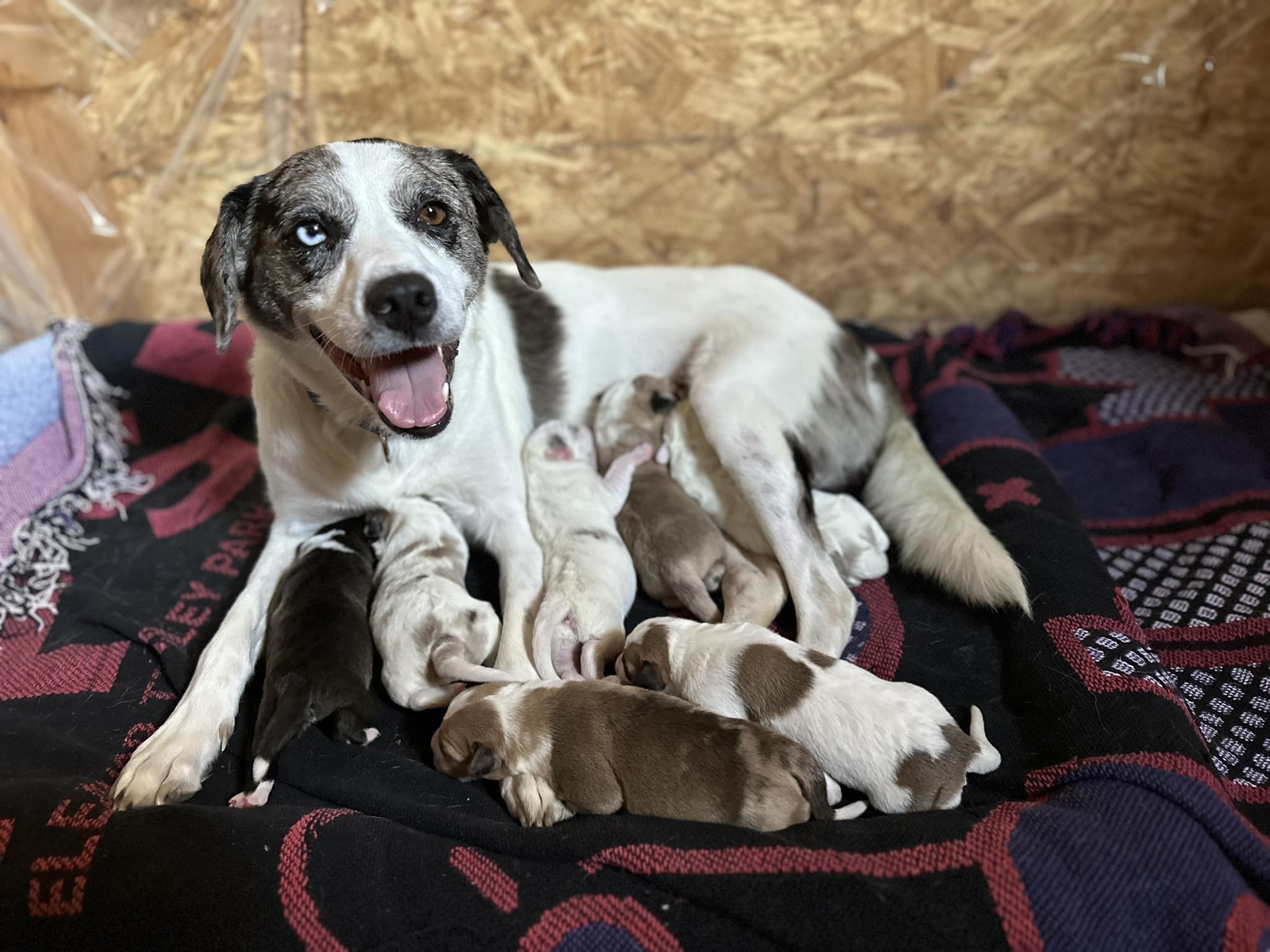 Dog for adoption Titan Hamilton, an Australian Shepherd & Parson