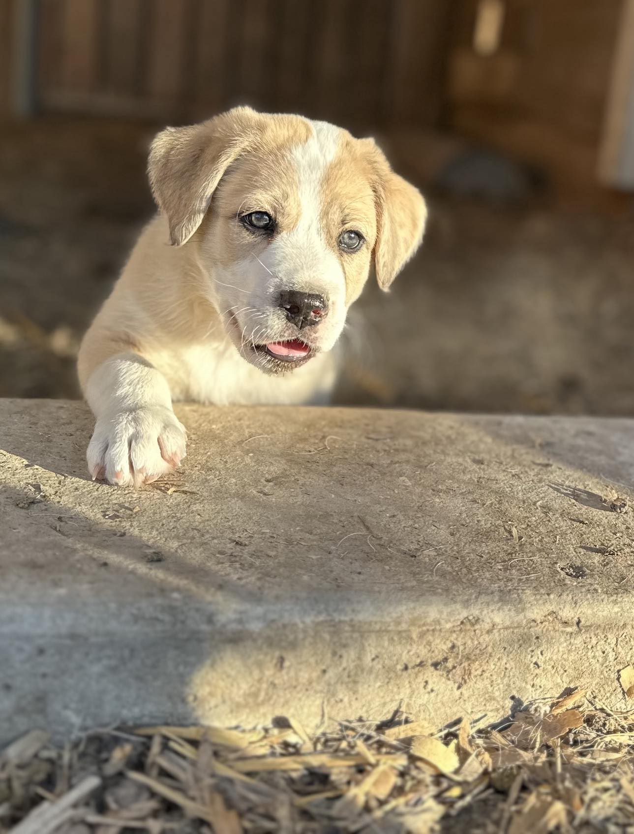 Dog for adoption Titan Hamilton, an Australian Shepherd & Parson