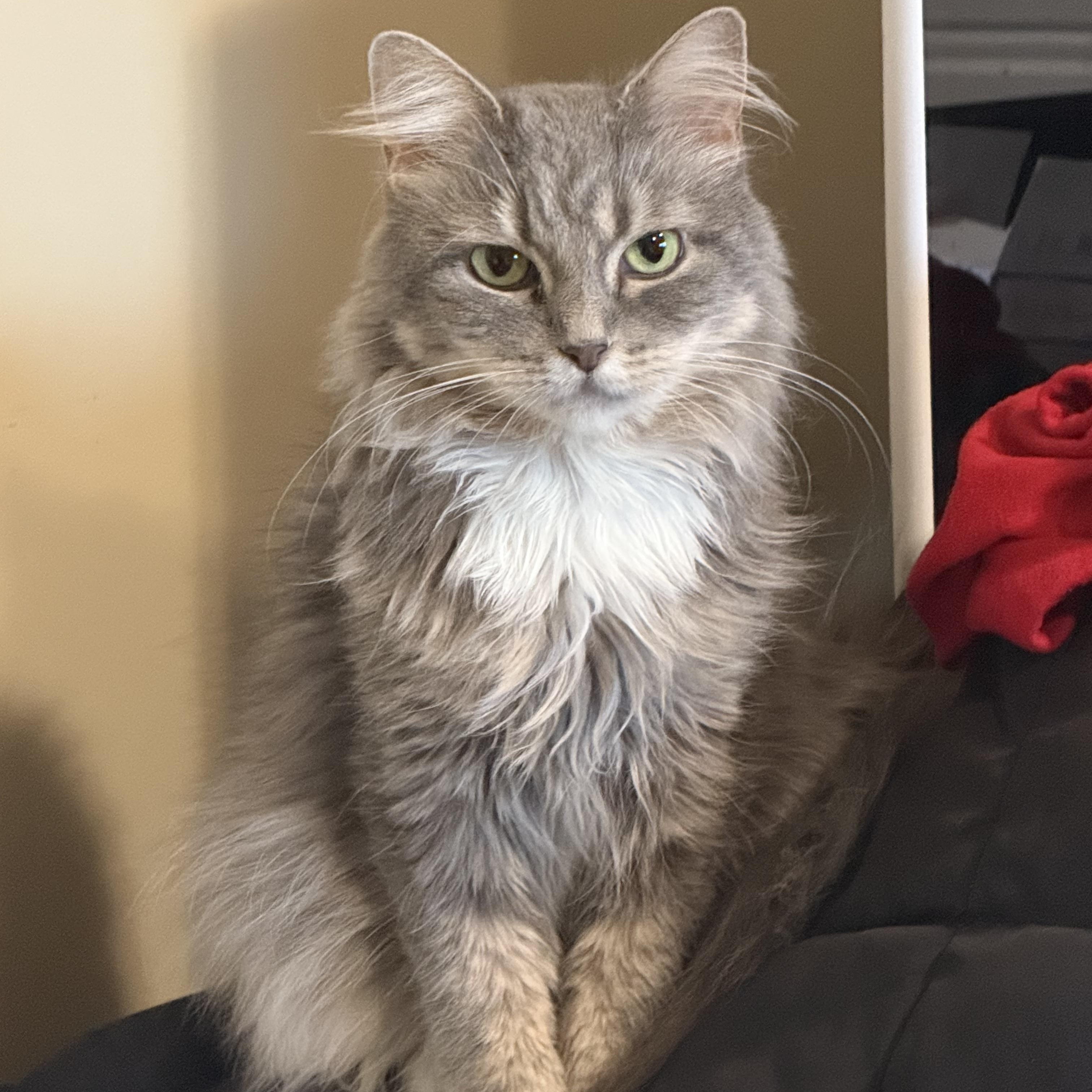 Enlarge Pearl, a ADOPTABLE Domestic Medium Hair in Coalhurst, AB image 1/1