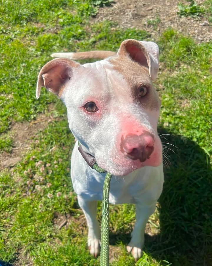 Angel, Adoptable, Young Female Pit Bull Terrier.