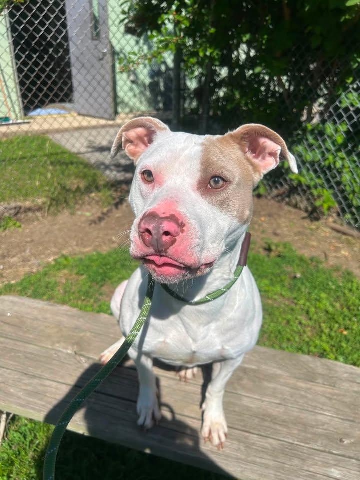 Angel, a Adoptable Pit Bull Terrier in Stamford, CT image 2/2