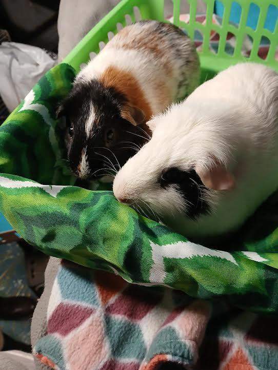 Taco & Burrito, a Adoptable Short-Haired in Dearborn, MO image 1/4