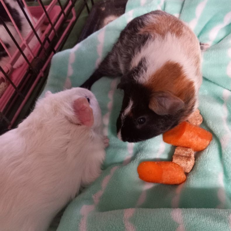 Taco & Burrito, a Adoptable Short-Haired in Dearborn, MO image 2/4