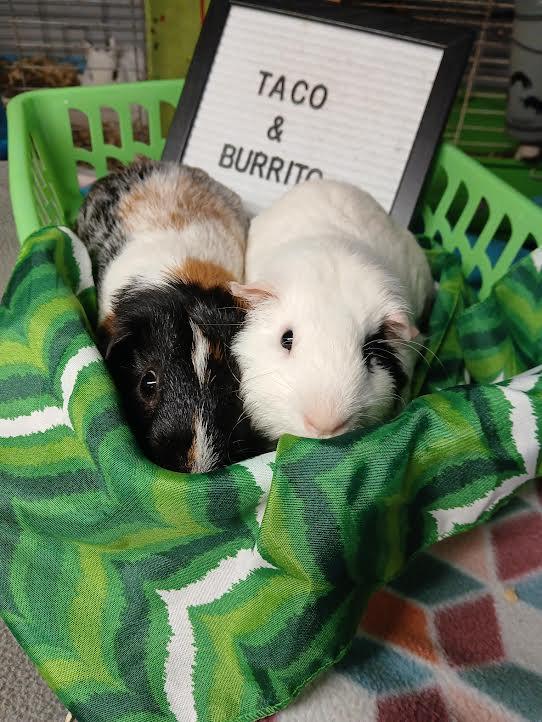 Taco & Burrito, a Adoptable Short-Haired in Dearborn, MO image 3/4