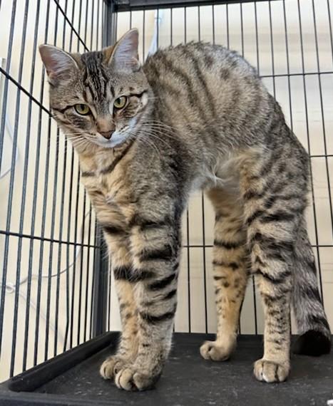 Enlarge Halo, a Adoptable Domestic Short Hair in St Catharines, ON image 3/4