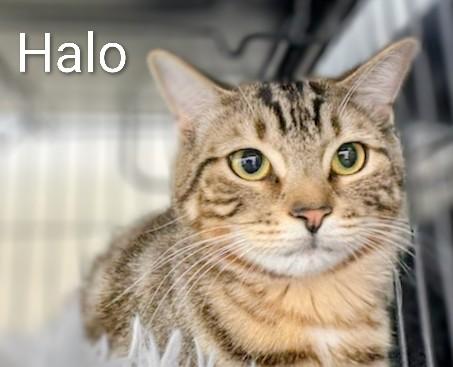 Enlarge Halo, a Adoptable Domestic Short Hair in St Catharines, ON image 1/4