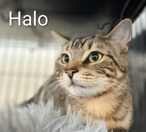 Enlarge Halo, a Adoptable Domestic Short Hair in St Catharines, ON image 2/4