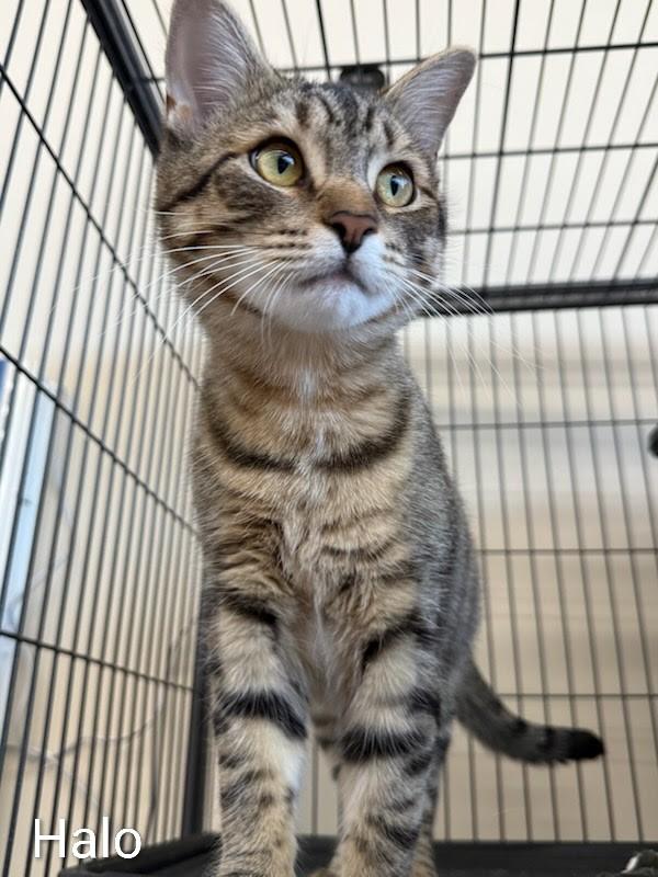 Enlarge Halo, a Adoptable Domestic Short Hair in St Catharines, ON image 4/4