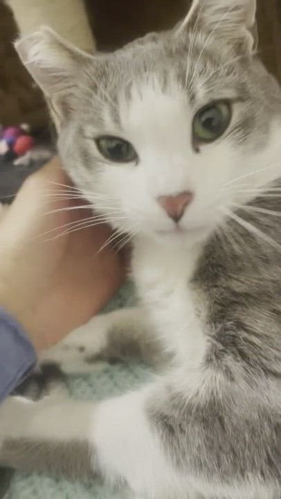 Enlarge Jules, a Adopted Domestic Short Hair in San Jose, CA video 6/11