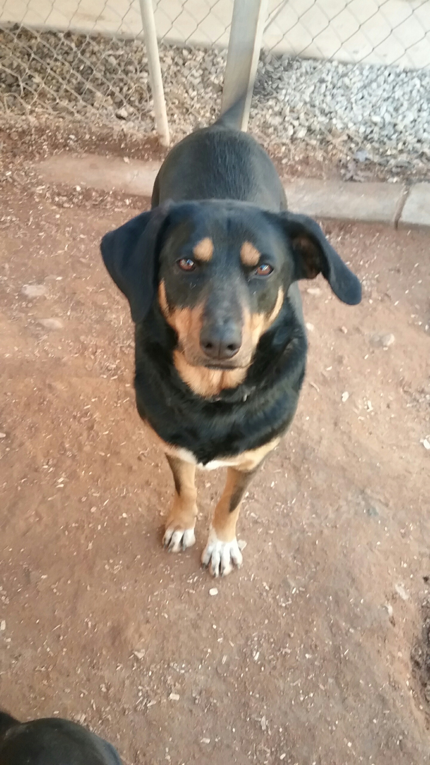 Enlarge Diamond, a Adoptable mixed breed in Westminster, SC image 1/2