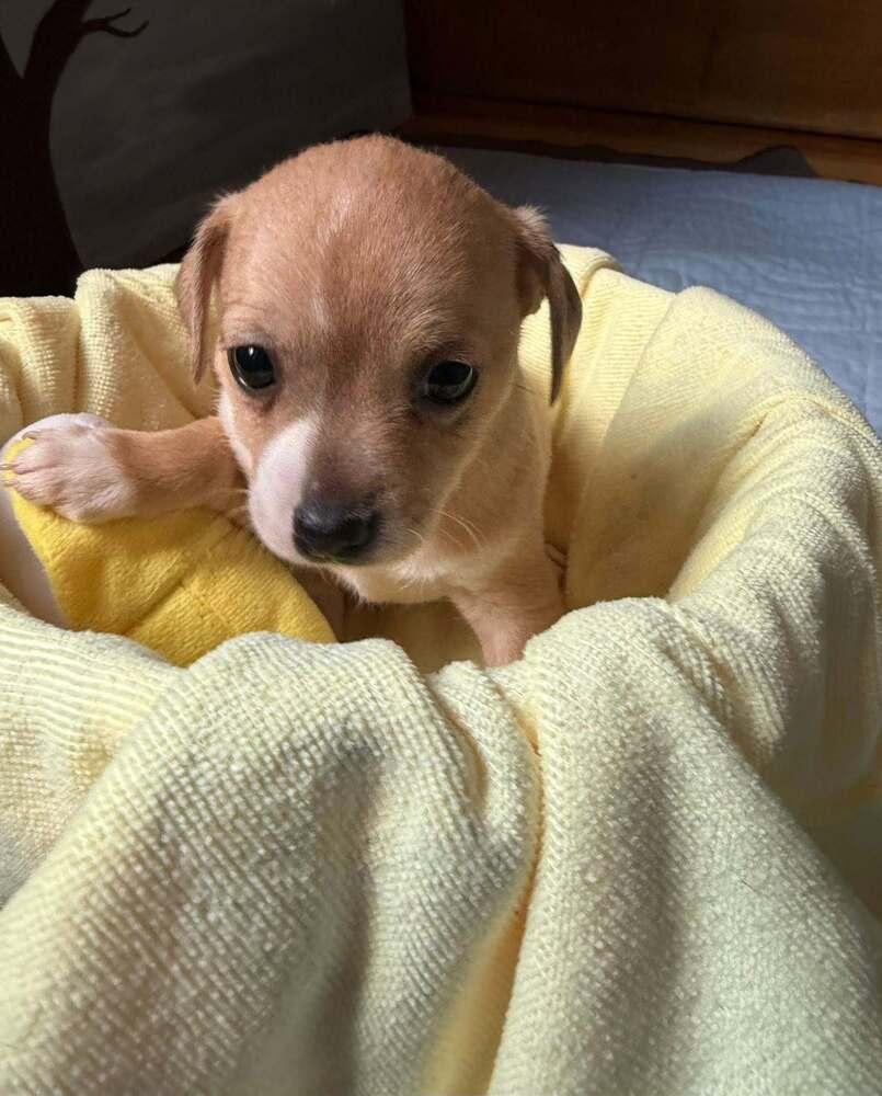 Plantain, a Adoptable mixed breed in Waunakee, WI image 2/6