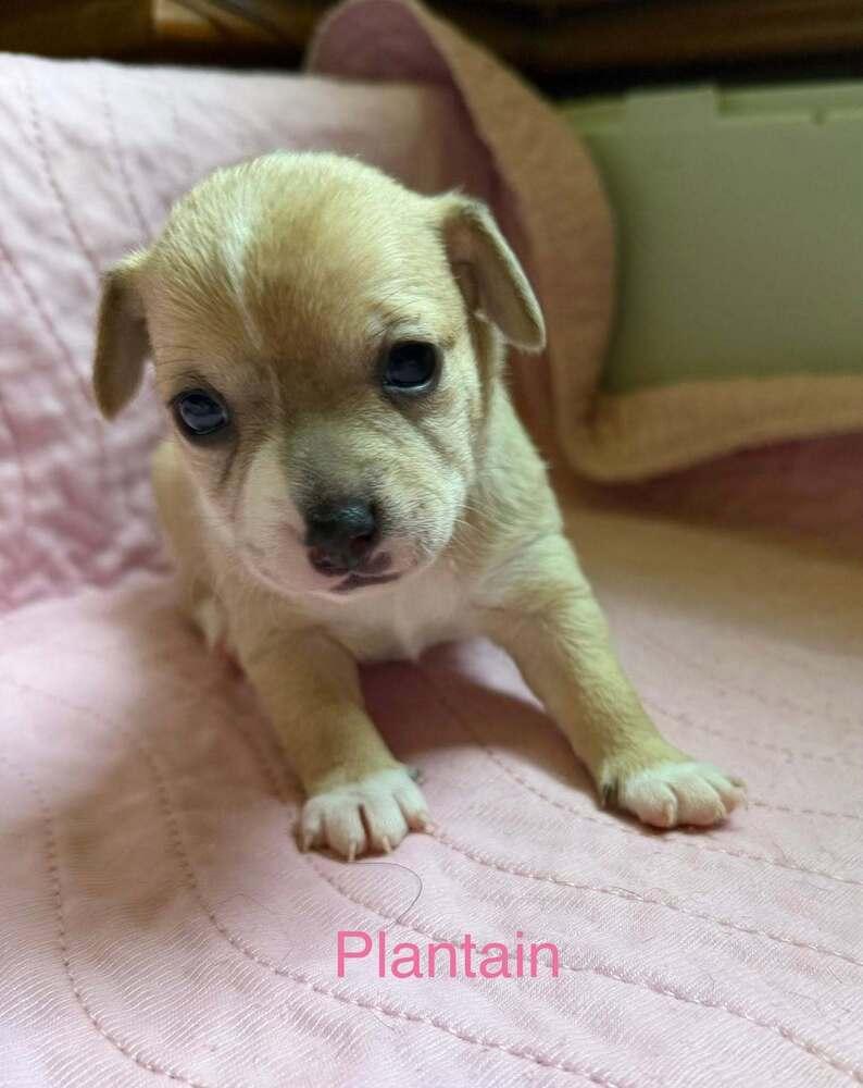 Plantain, a Adoptable mixed breed in Waunakee, WI image 3/6