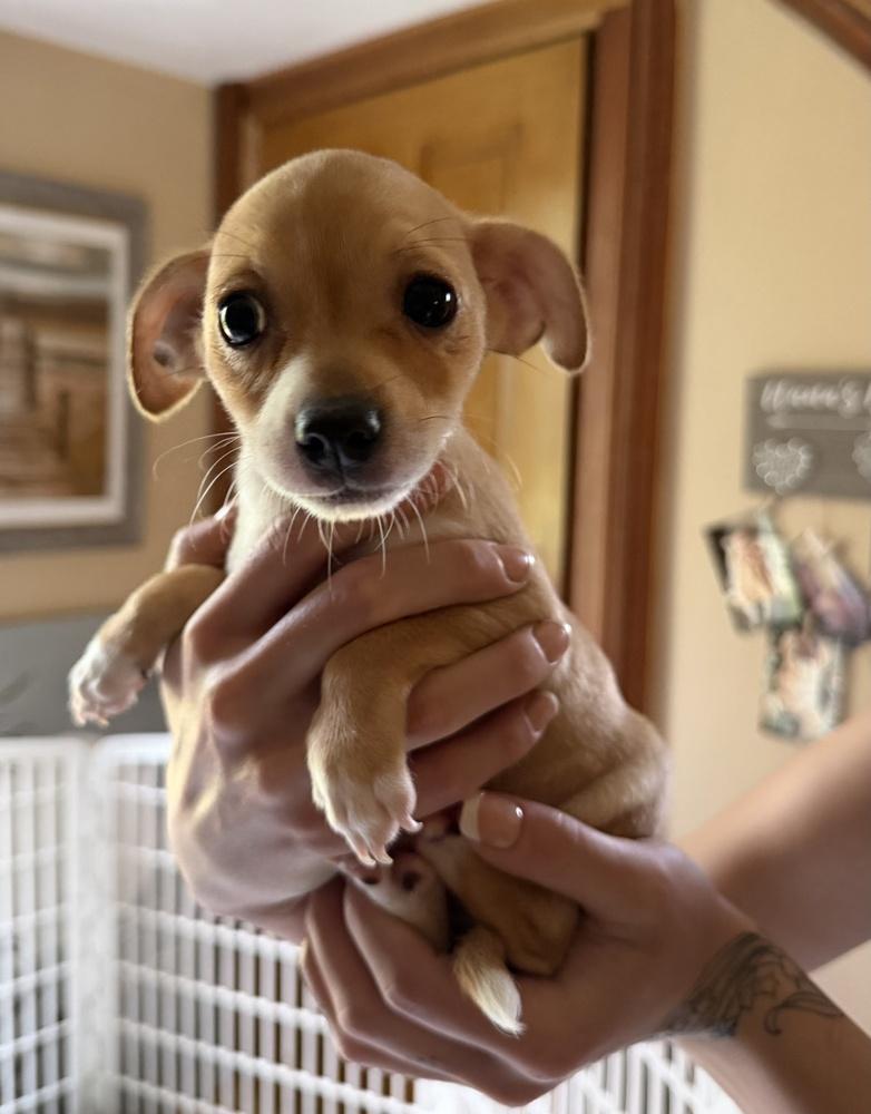 Plantain, a Adoptable mixed breed in Waunakee, WI image 4/6
