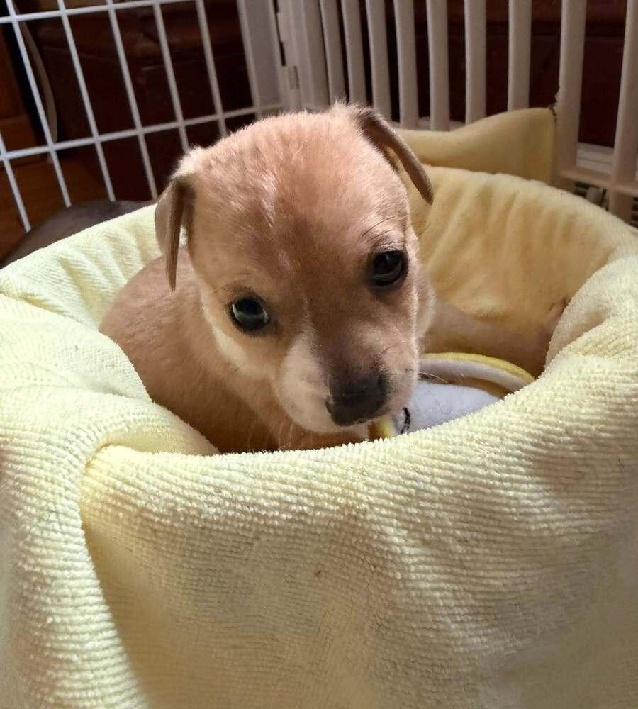 Plantain, a Adoptable mixed breed in Waunakee, WI image 5/6