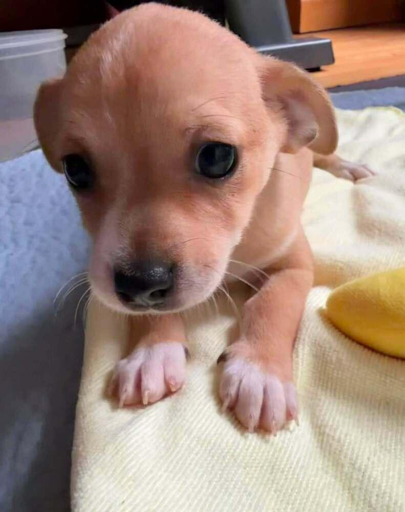 Plantain, a Adoptable mixed breed in Waunakee, WI image 6/6
