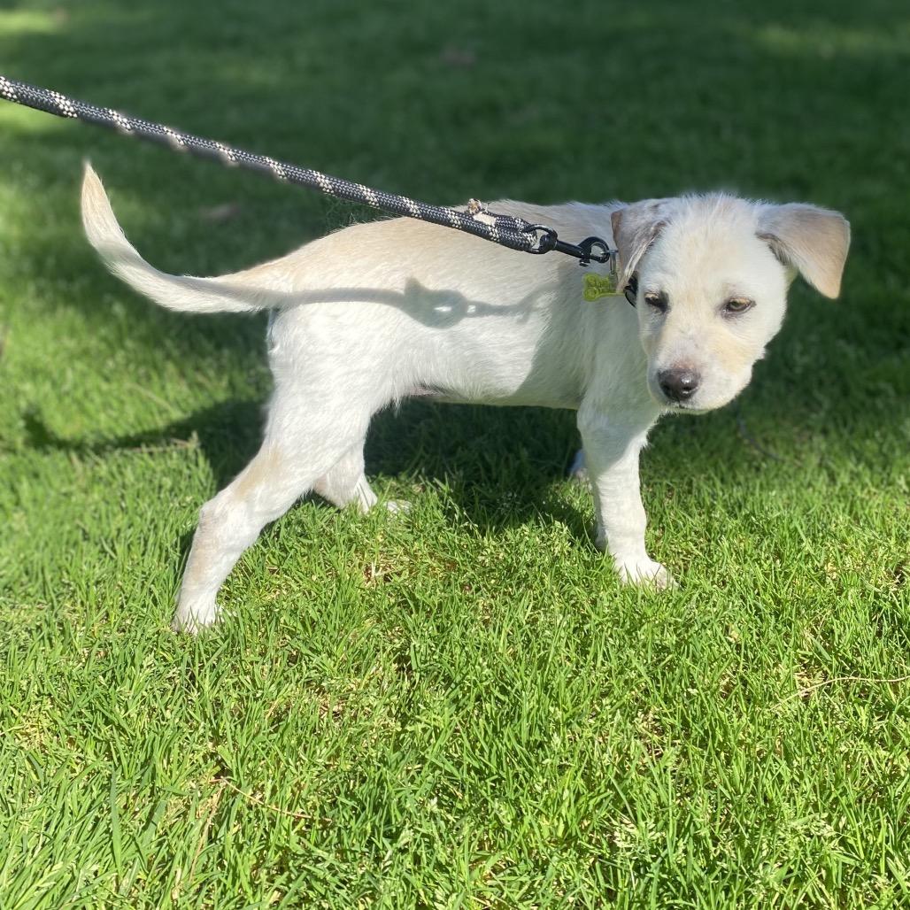 Sparkles, Adoptable, Puppy Female Labrador Retriever & Terrier.