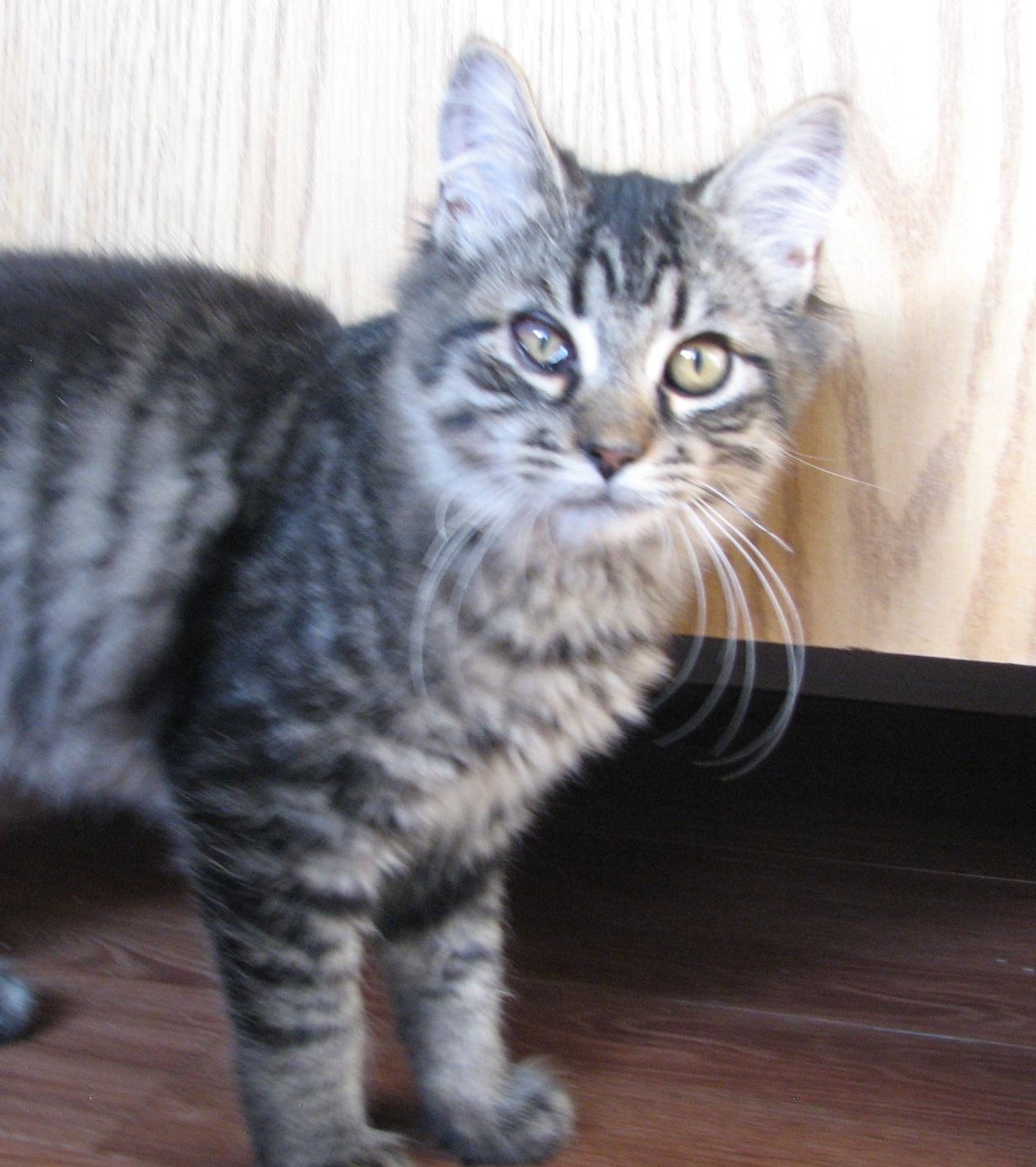 Enlarge 5489 Chatterbox, a ADOPTABLE Domestic Long Hair in Lawrenceburg, KY image 5/6