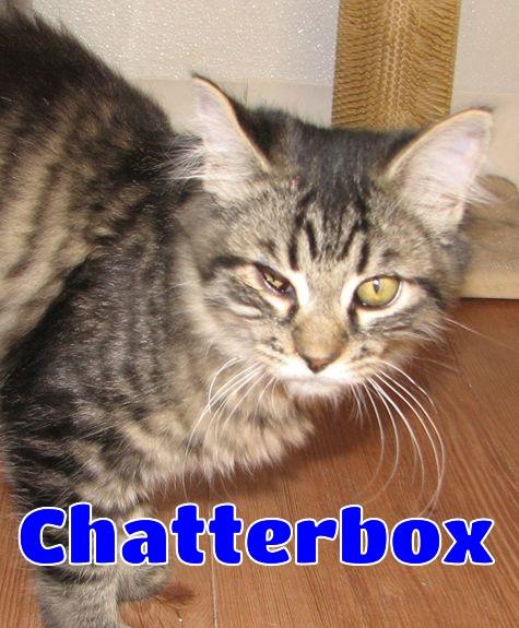 Enlarge 5489 Chatterbox, a ADOPTABLE Domestic Long Hair in Lawrenceburg, KY image 1/6