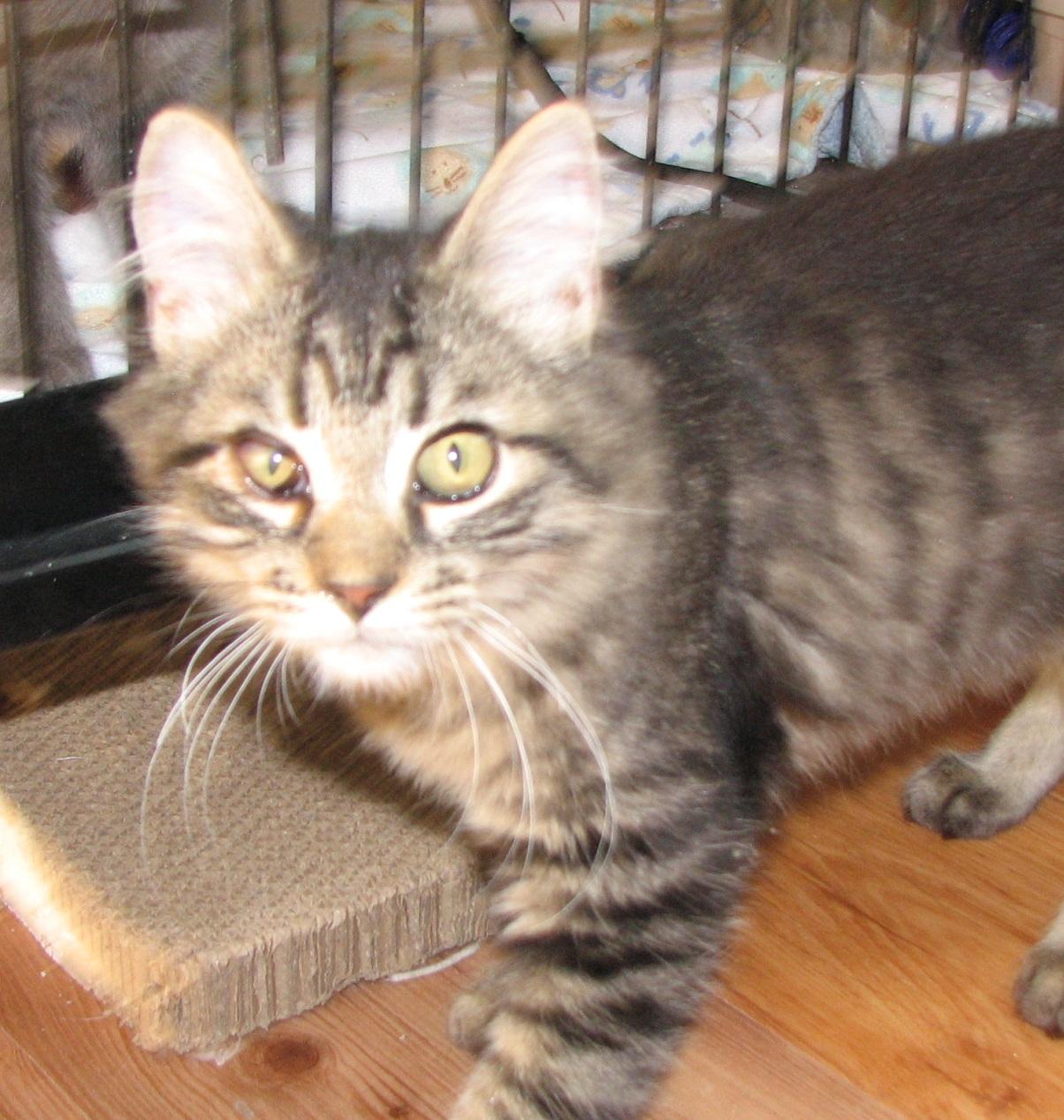 Enlarge 5489 Chatterbox, a ADOPTABLE Domestic Long Hair in Lawrenceburg, KY image 6/6