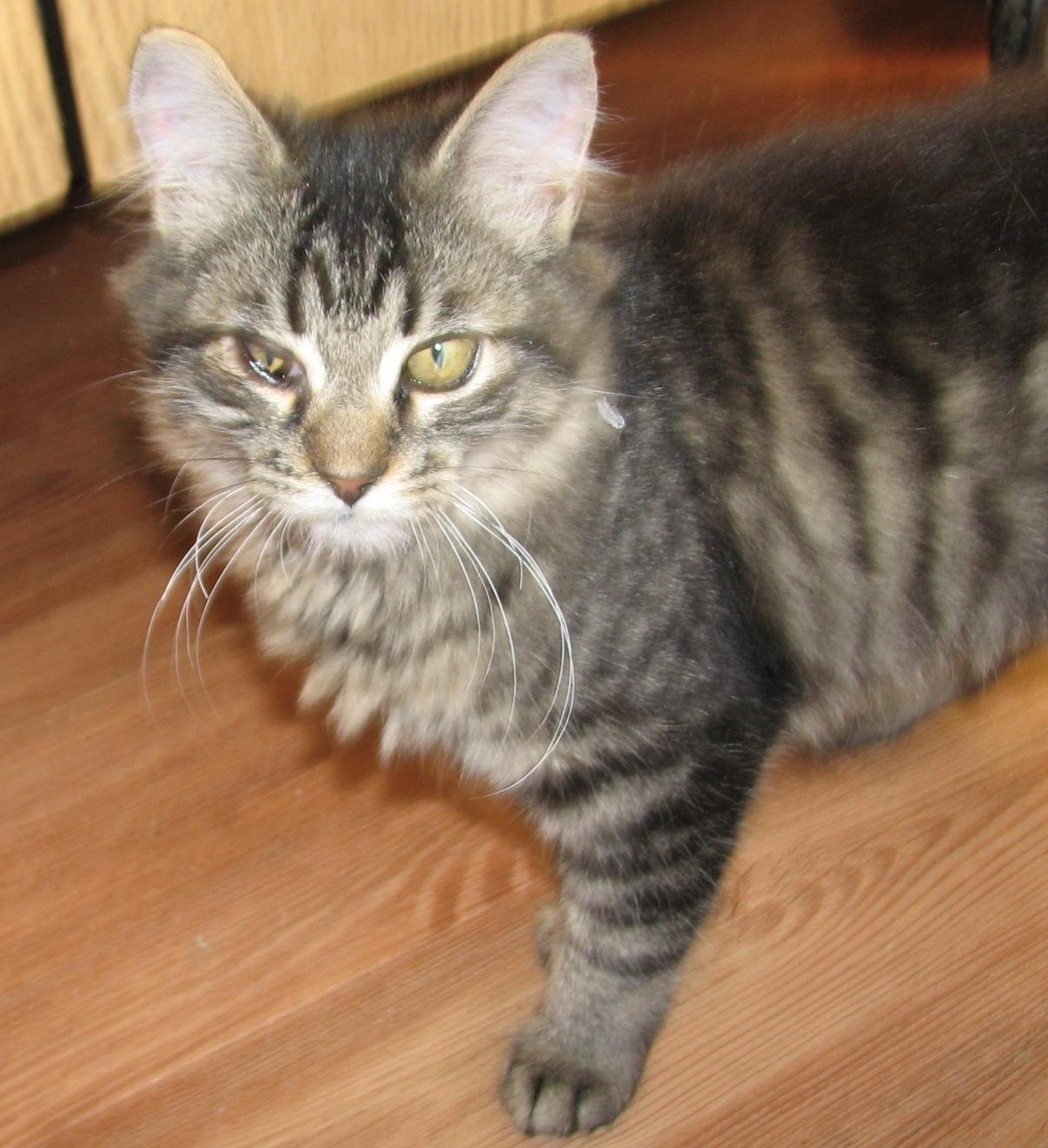 Enlarge 5489 Chatterbox, a ADOPTABLE Domestic Long Hair in Lawrenceburg, KY image 3/6