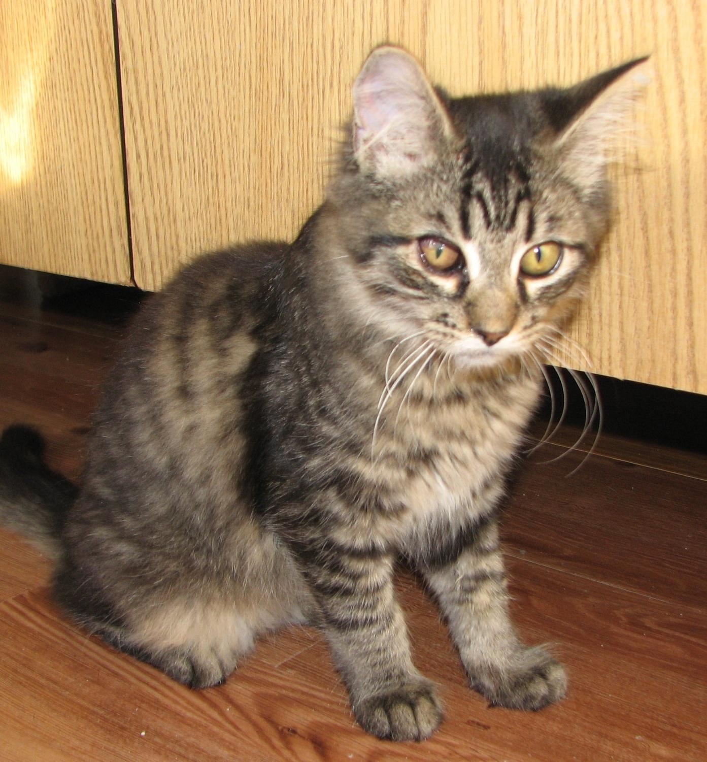 Enlarge 5489 Chatterbox, a ADOPTABLE Domestic Long Hair in Lawrenceburg, KY image 4/6