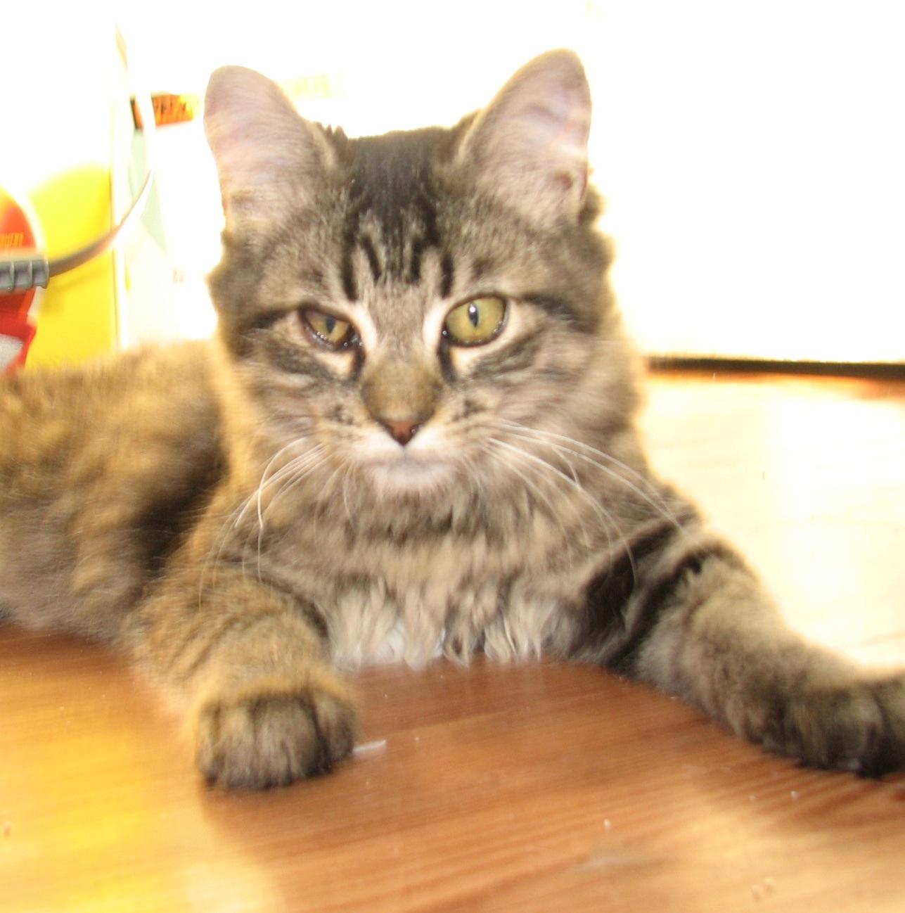 Enlarge 5489 Chatterbox, a ADOPTABLE Domestic Long Hair in Lawrenceburg, KY image 2/6
