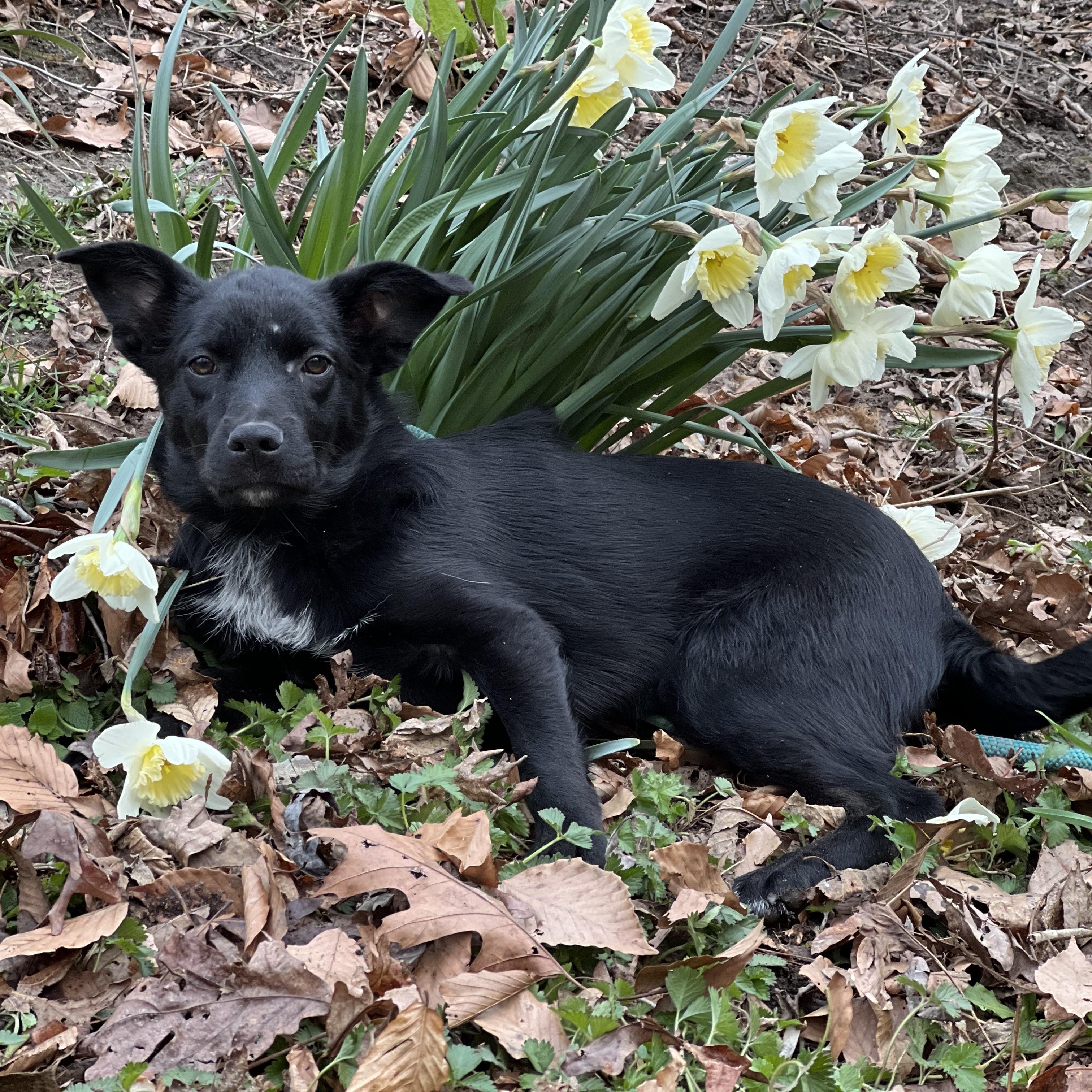Enlarge Everest, an adopted mixed breed in Hughesville, MD image 2/5