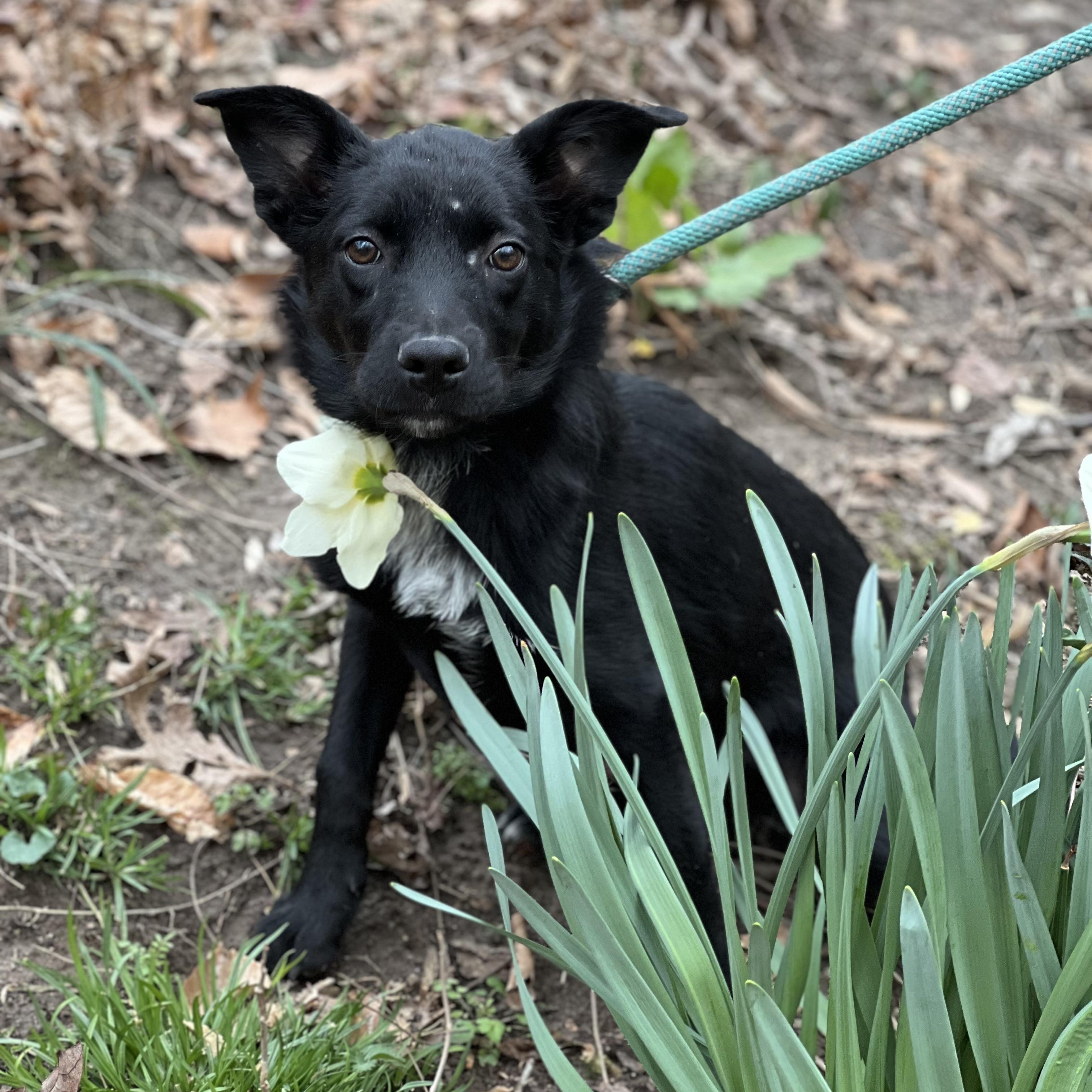 Enlarge Everest, an adopted mixed breed in Hughesville, MD image 5/5