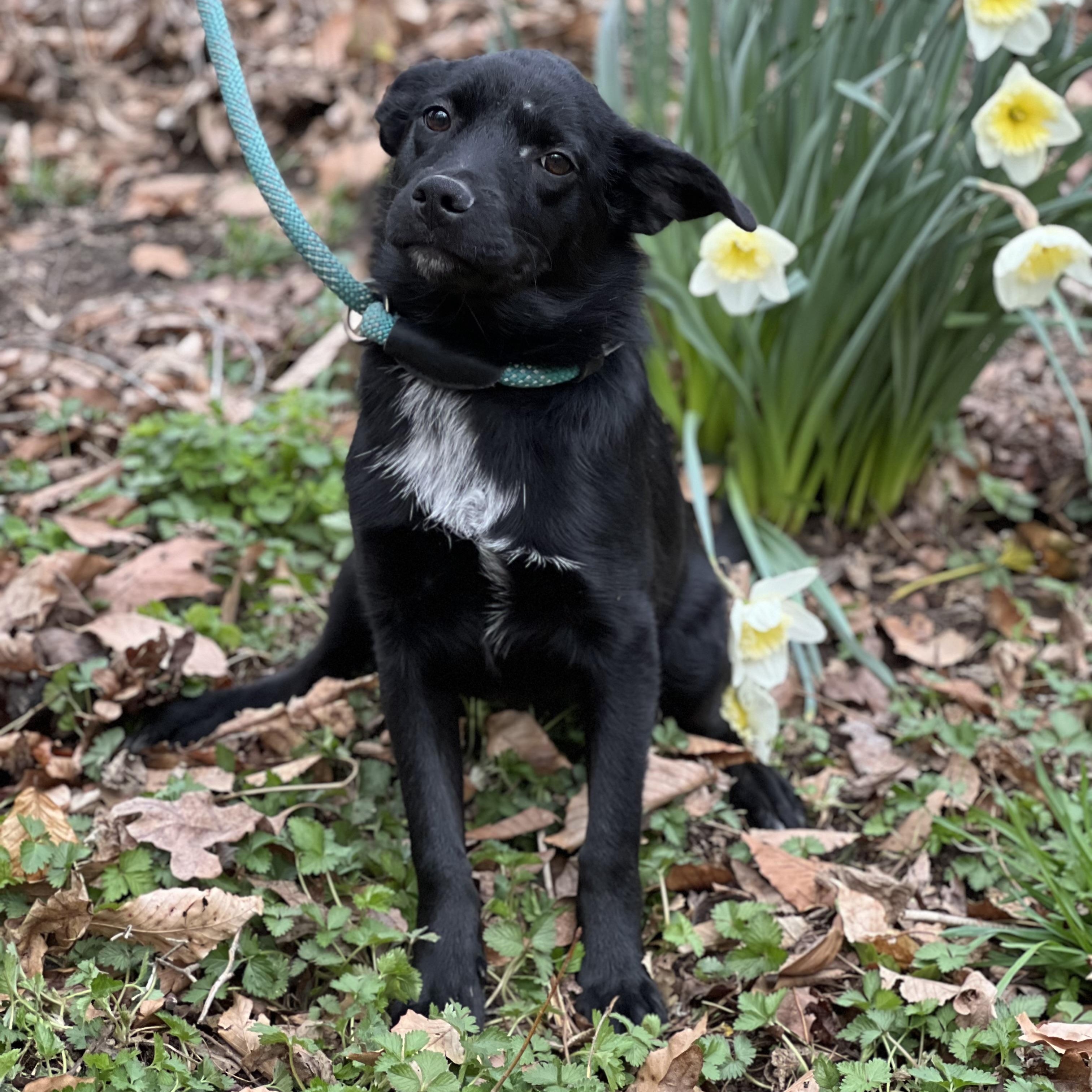 Enlarge Everest, an adopted mixed breed in Hughesville, MD image 3/5