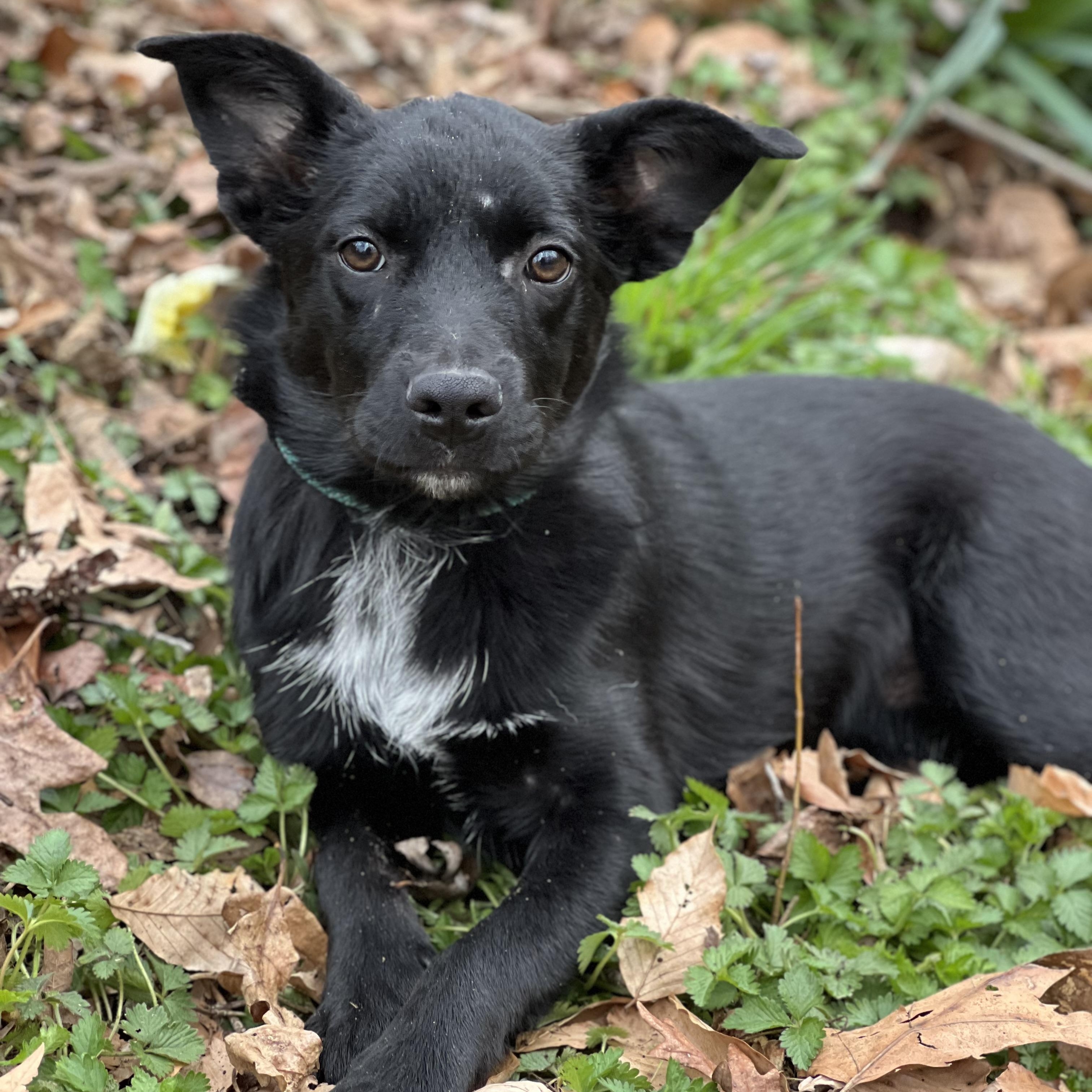 Everest, adopted, Young Female Cattle Dog.