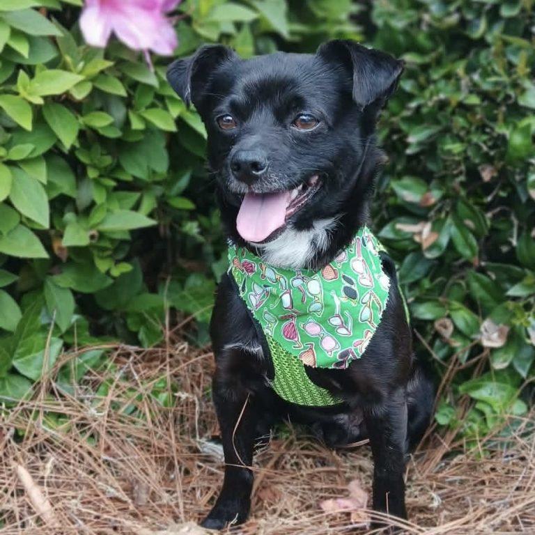 Enlarge Mackenzie, a Adopted Chihuahua in Hillsborough , NC image 2/3