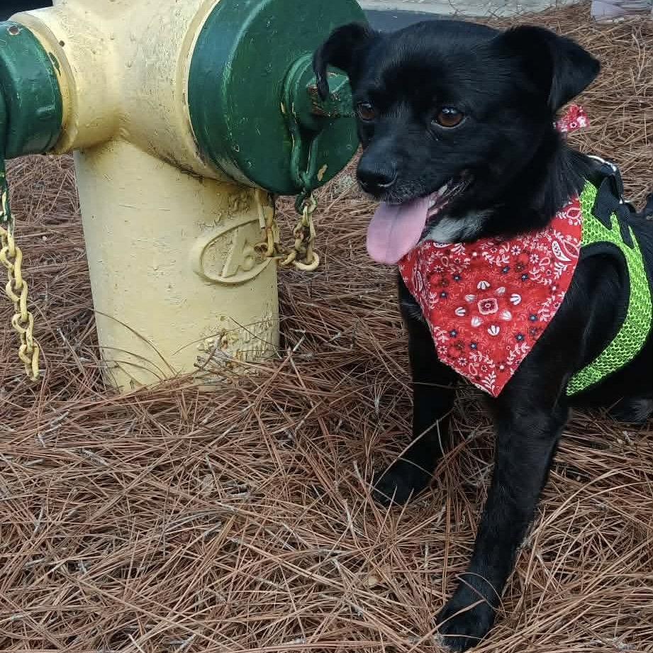 Enlarge Mackenzie, a Adopted Chihuahua in Hillsborough , NC image 3/3