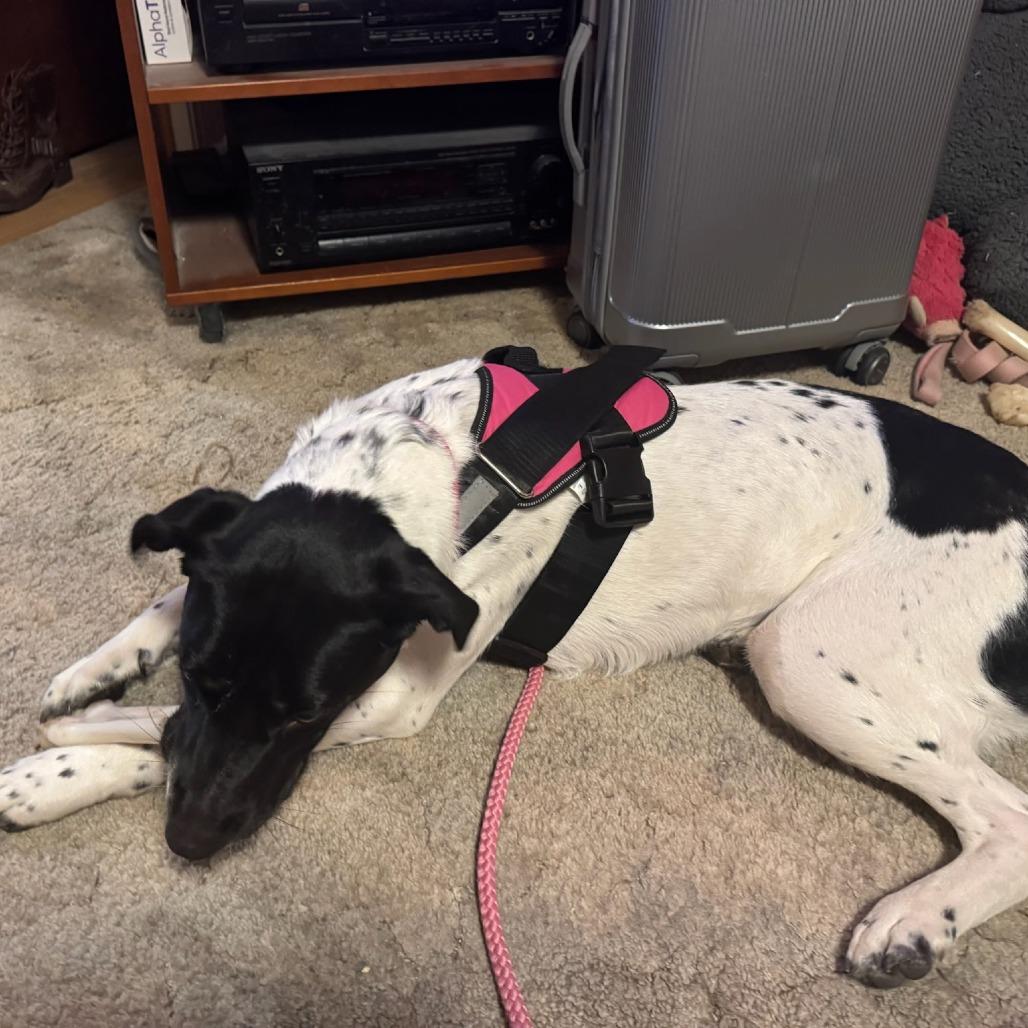 Enlarge Delilah, a Adoptable Mixed Breed in Coos Bay, OR image 2/4