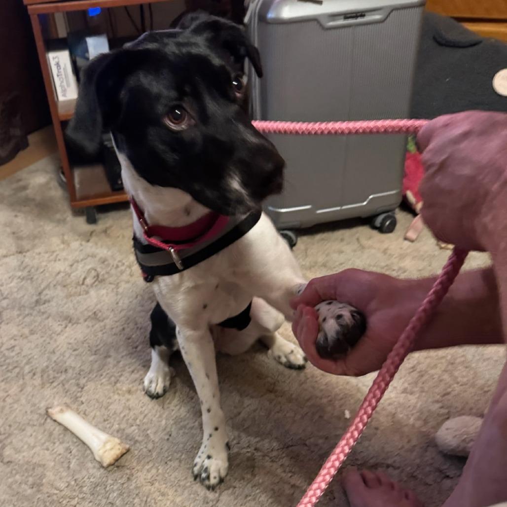 Enlarge Delilah, a Adoptable Mixed Breed in Coos Bay, OR image 4/4