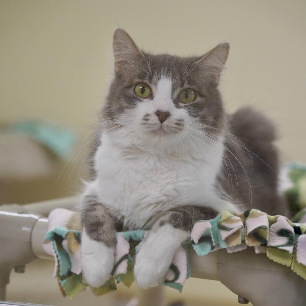 Ruger, Adoptable, Adult Female Domestic Medium Hair.