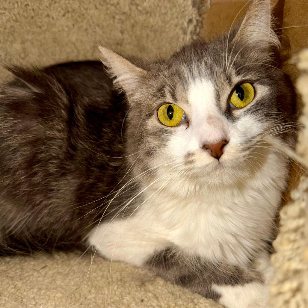 Ruger, Adoptable, Adult Female Domestic Medium Hair.