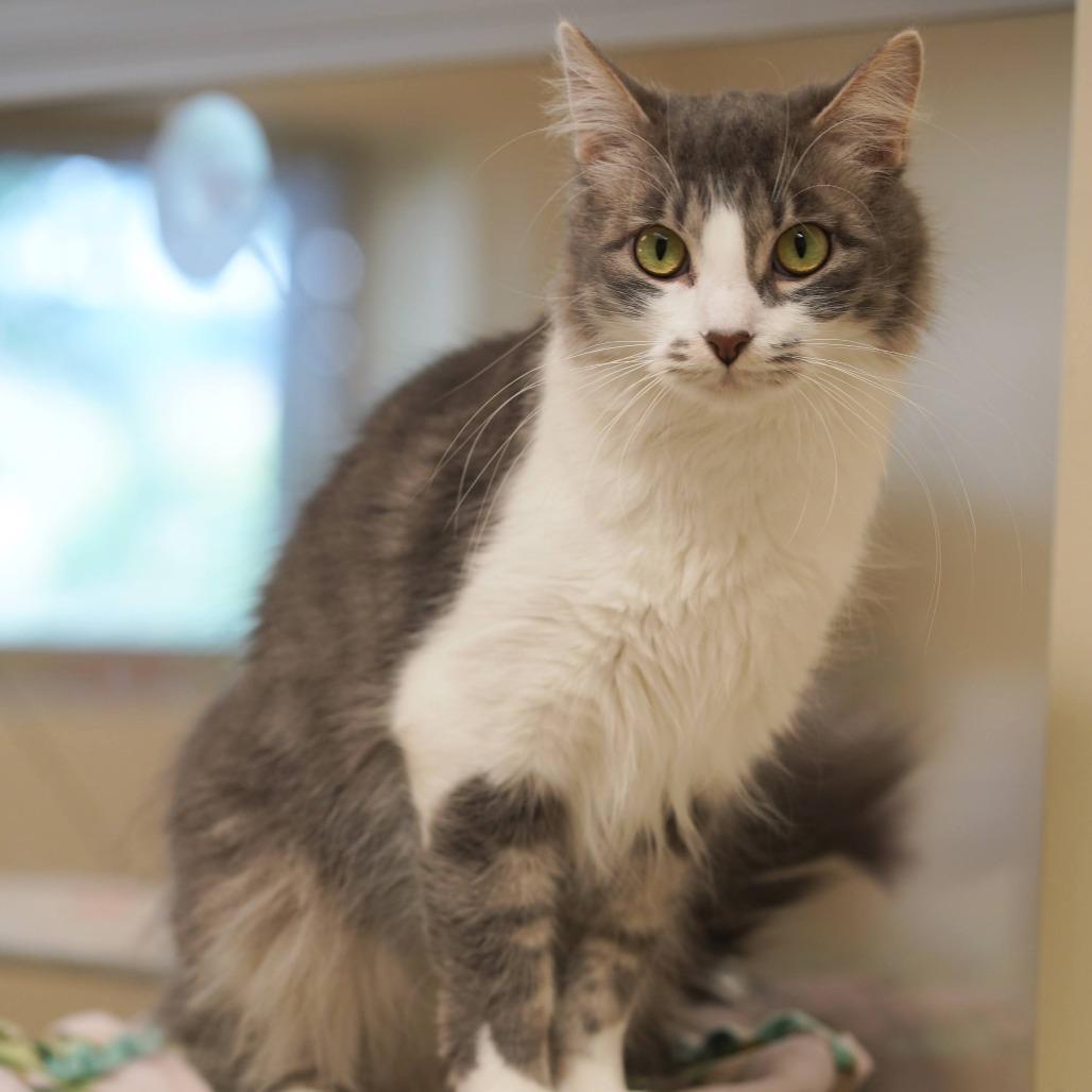 Enlarge Ruger, a Adoptable Domestic Medium Hair in Naperville, IL image 3/6
