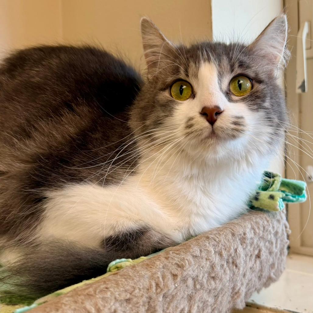 Enlarge Ruger, a Adoptable Domestic Medium Hair in Naperville, IL image 2/4