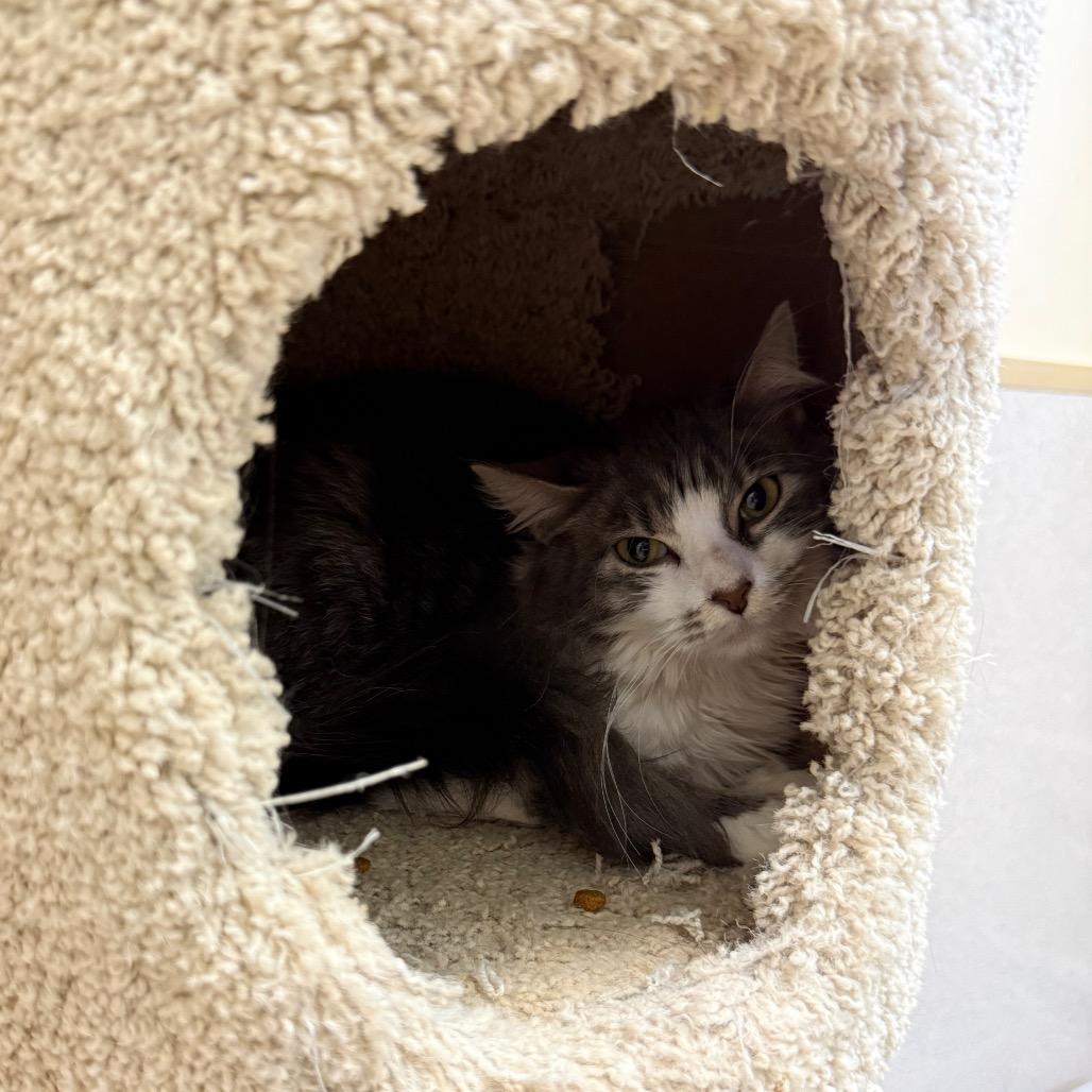 Enlarge Ruger, a Adoptable Domestic Medium Hair in Naperville, IL image 3/4