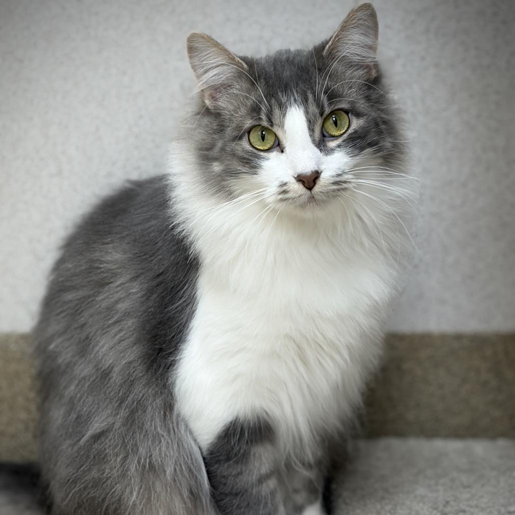 Enlarge Ruger, a Adoptable Domestic Medium Hair in Naperville, IL image 5/6