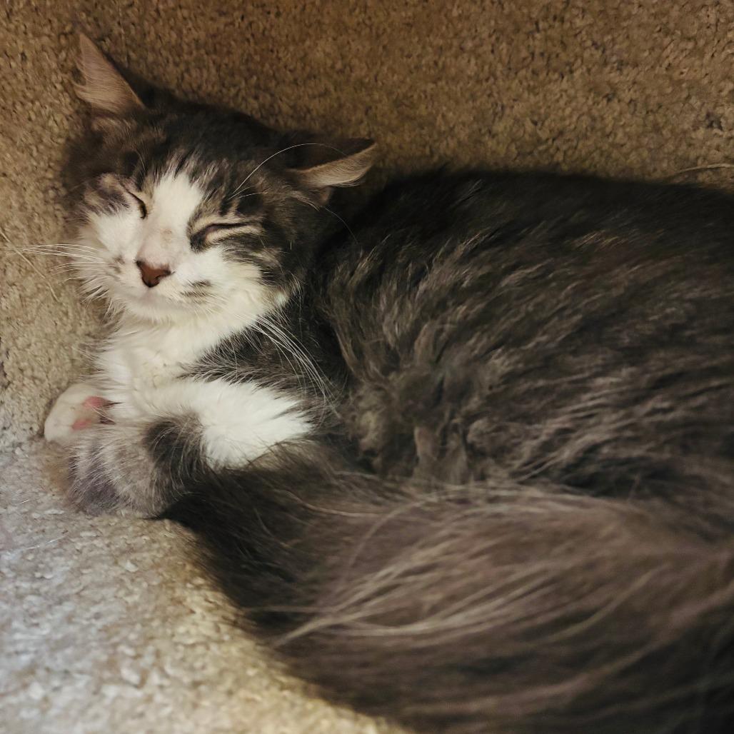 Enlarge Ruger, a Adoptable Domestic Medium Hair in Naperville, IL image 4/4