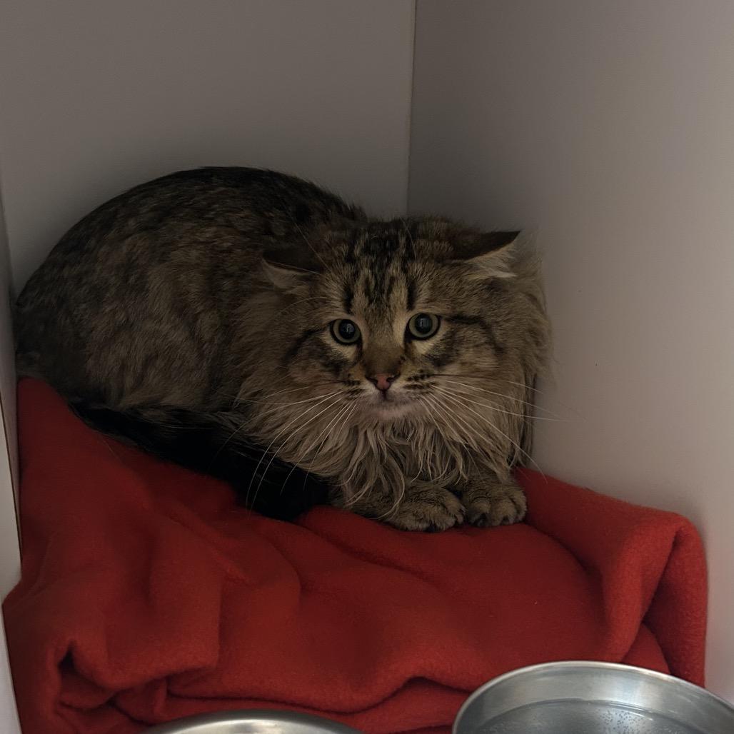 Icicle — thumbnail 2