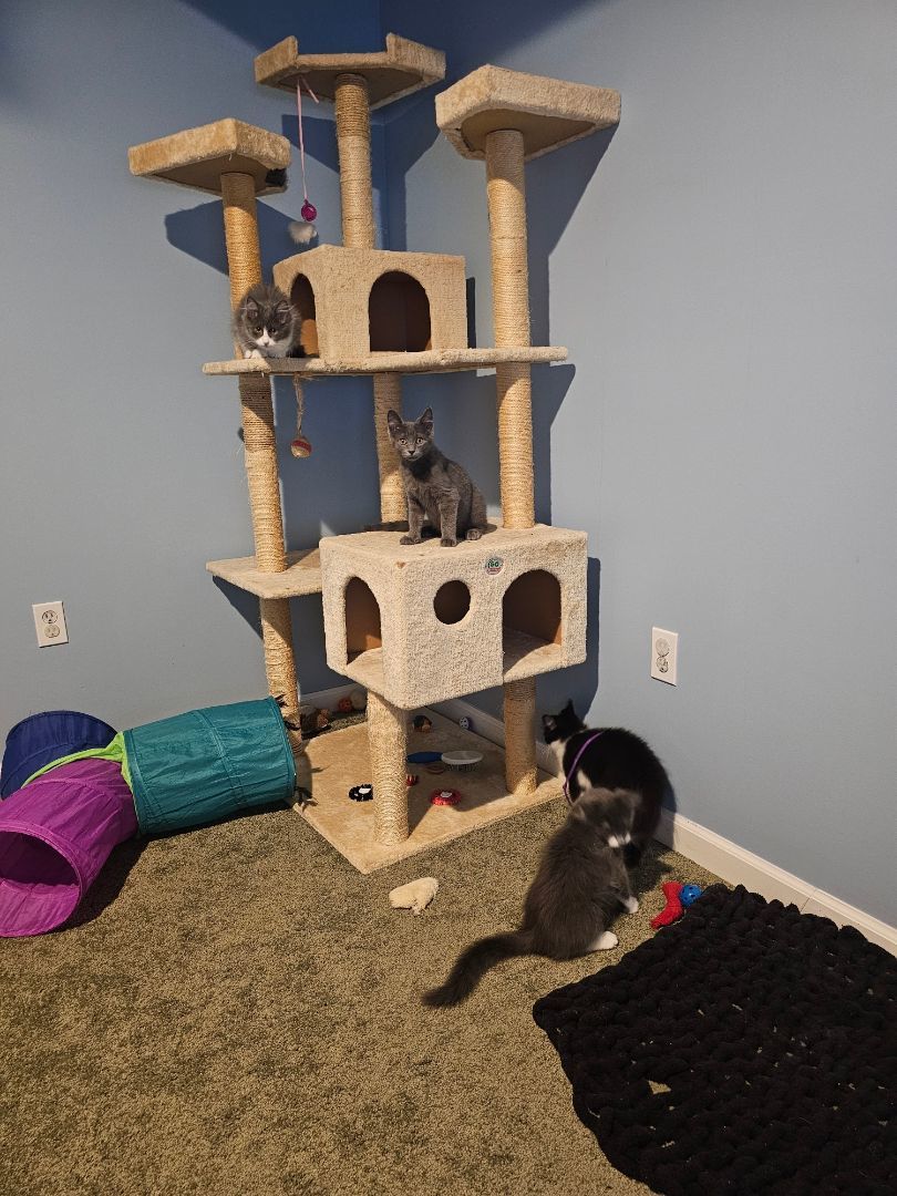 GAMMA (MUST BE ADOPTED WITH A SIBLING) 5