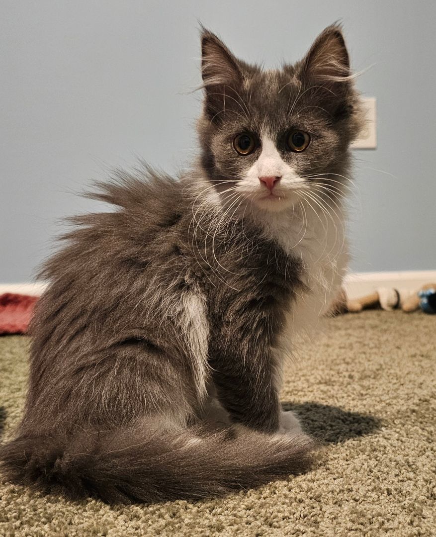GAMMA (MUST BE ADOPTED WITH A SIBLING) 2