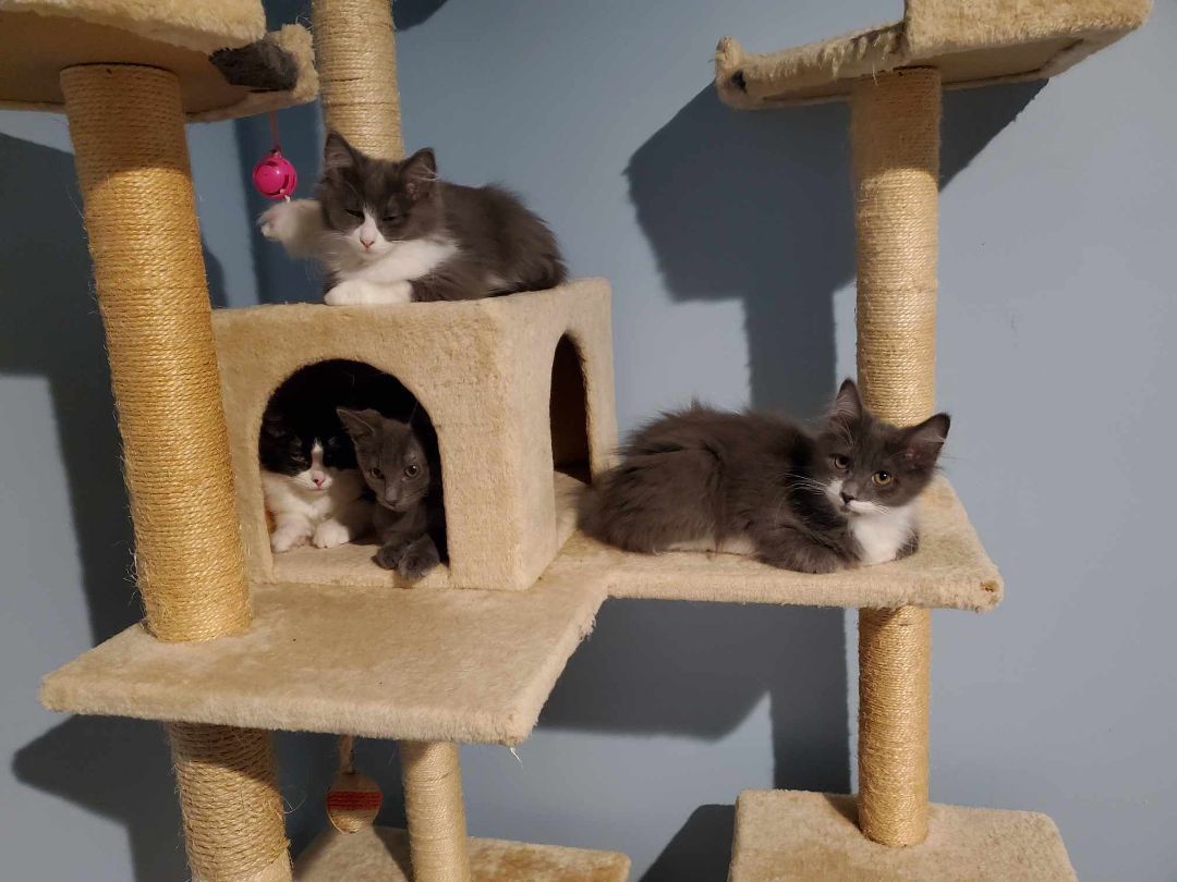 GAMMA (MUST BE ADOPTED WITH A SIBLING) 3