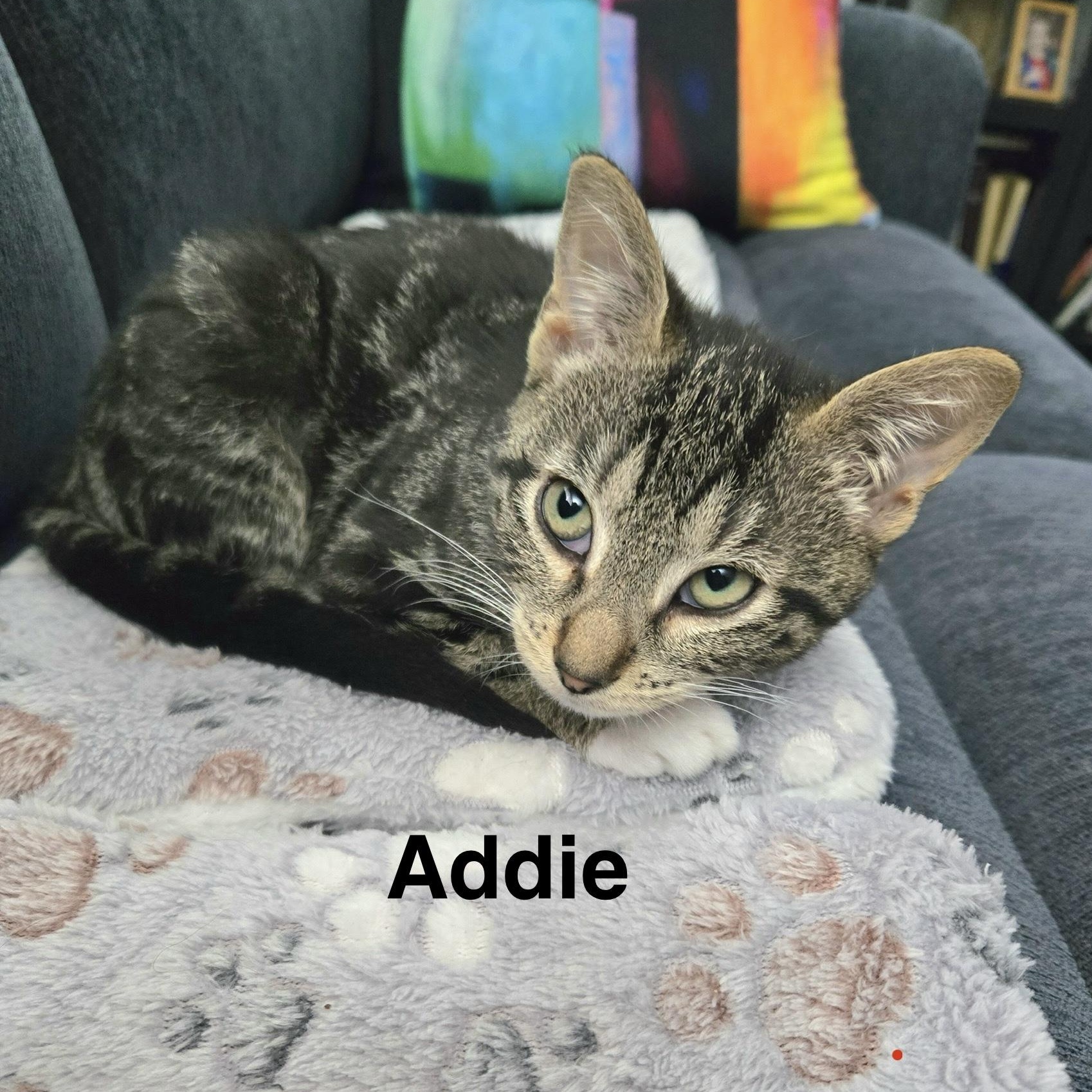 Addie, Adopted, Young Female Domestic Short Hair.
