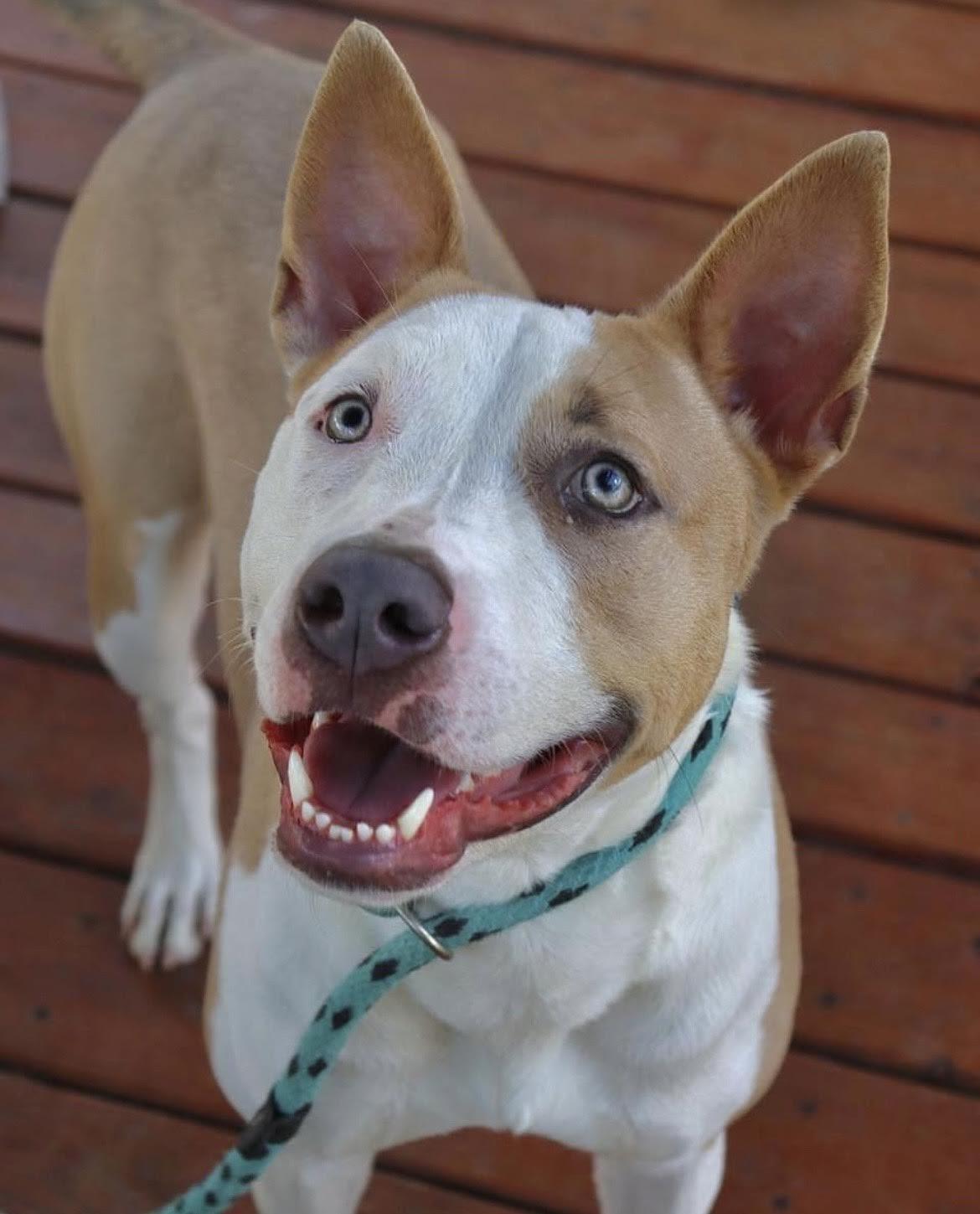 Corduroy, a Adoptable mixed breed in Collierville, TN image 5/6