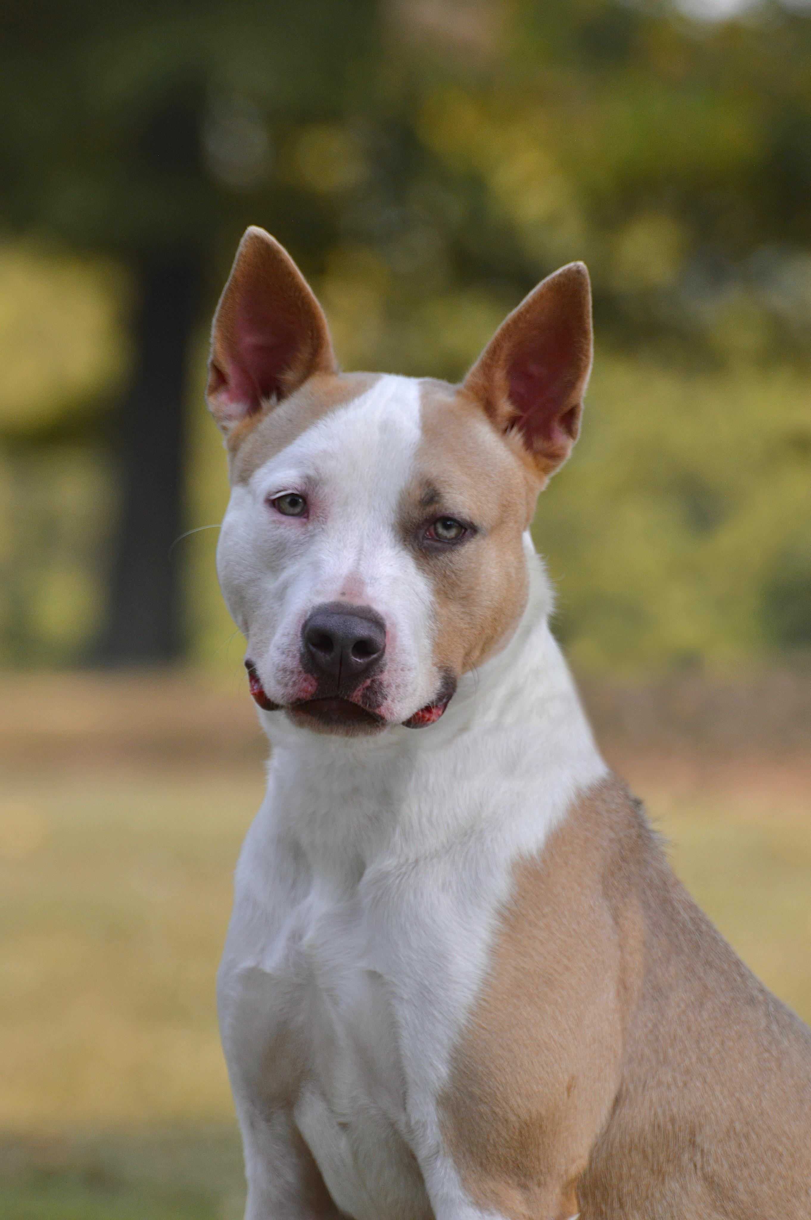 Corduroy, a Adoptable mixed breed in Collierville, TN image 6/6