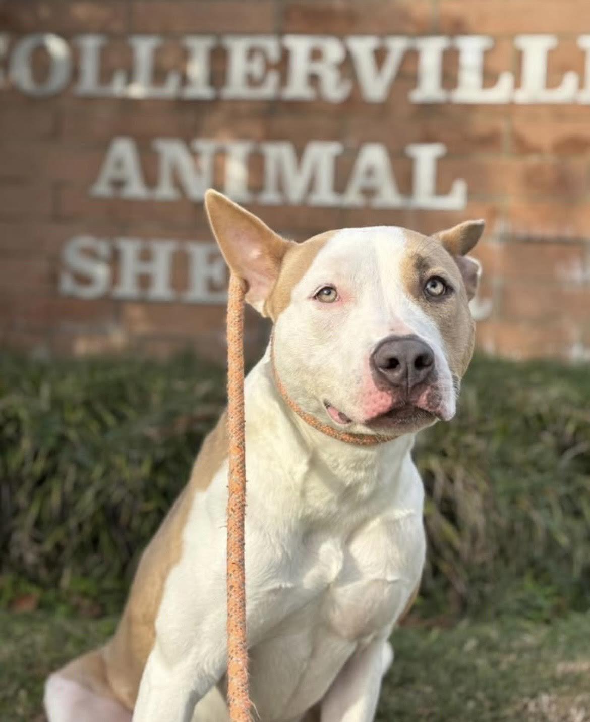 Corduroy, Adoptable, Adult Male Mixed Breed.