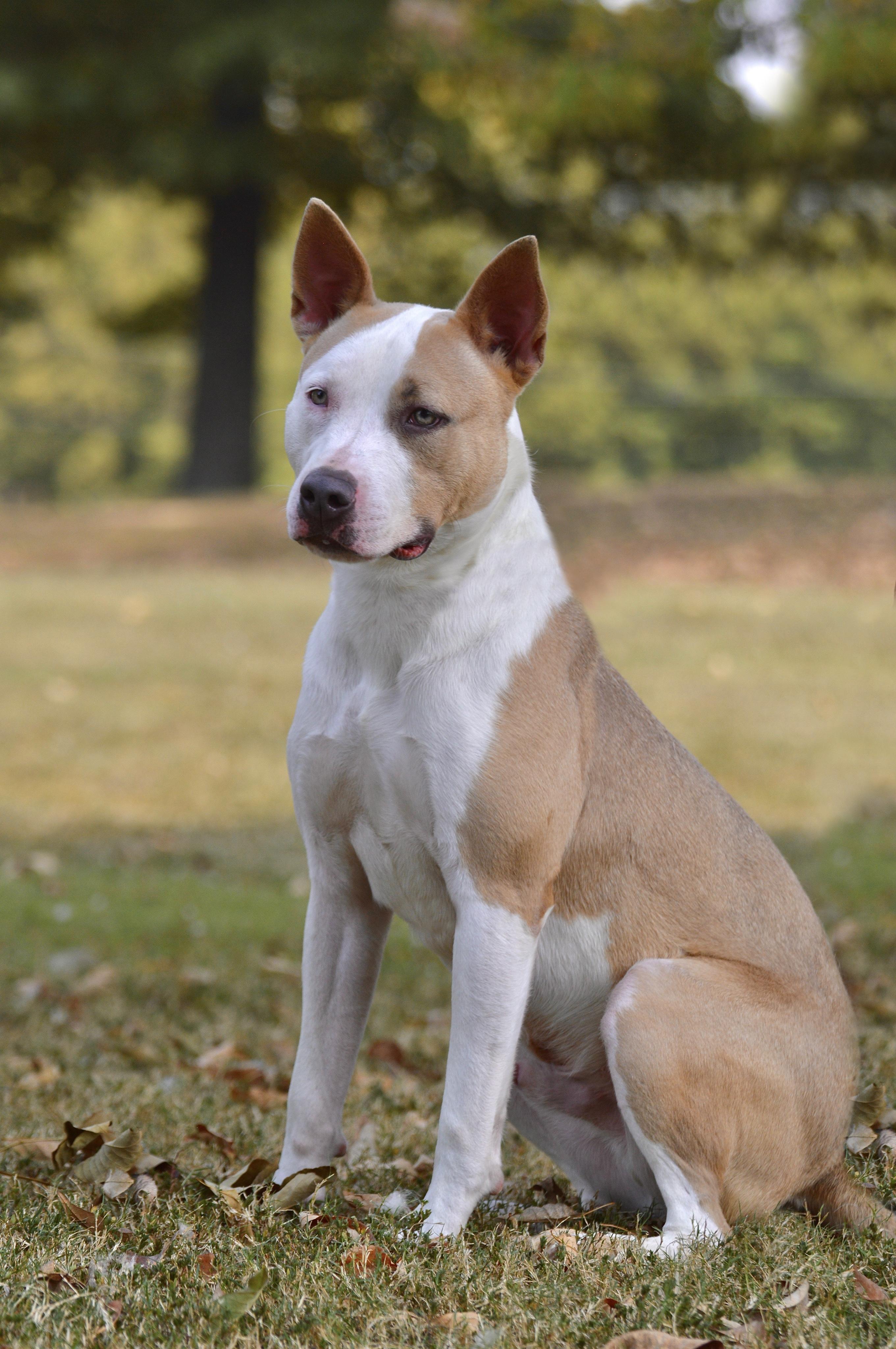 Corduroy, a Adoptable mixed breed in Collierville, TN image 4/6